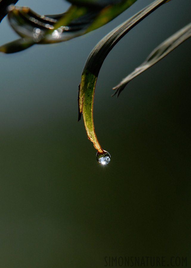 [400 mm, 1/350 Sek. bei f / 9.0, ISO 250]